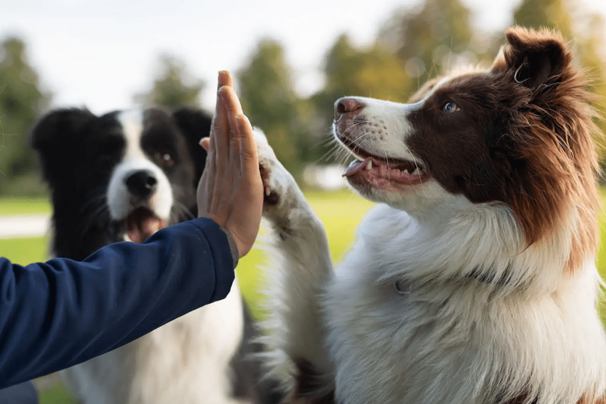 A person gives a high-five to a happy dog outdoors.